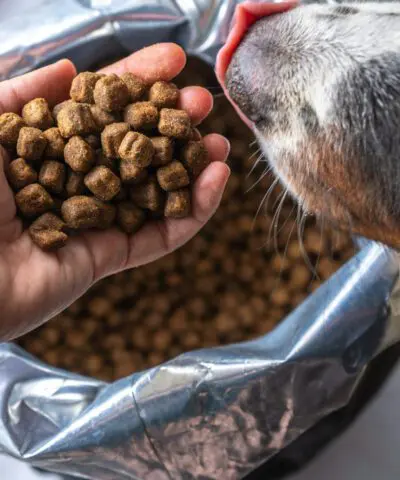 dog-being-fed-dry-food