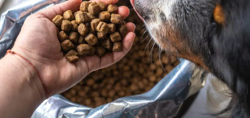 dog-being-fed-dry-food