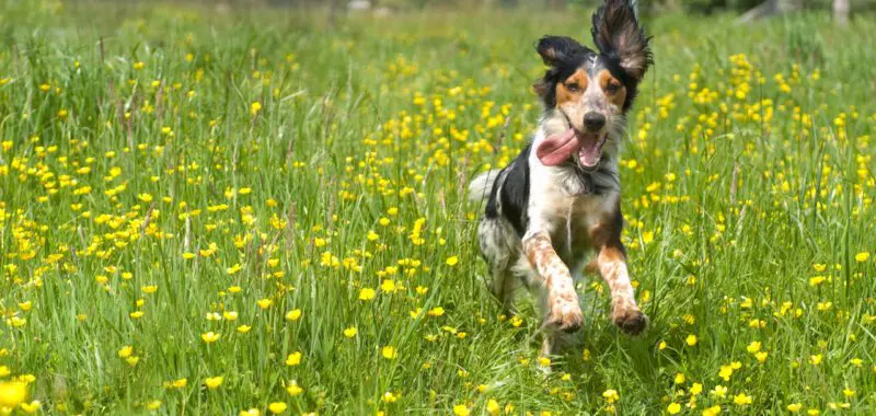 dog allergies scaled 1