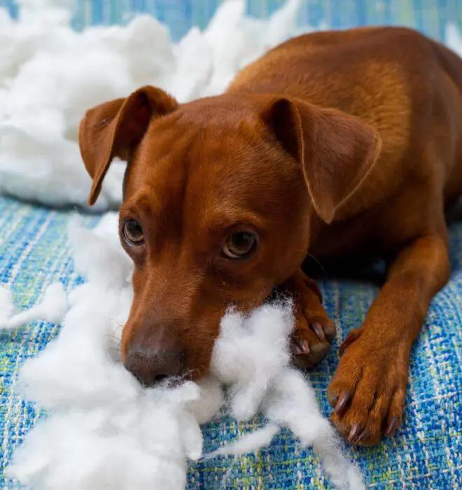 dog anxiety scaled 1