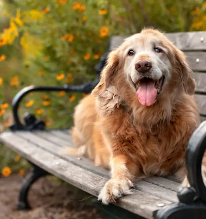 dog joint care scaled 1