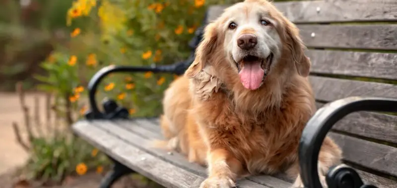 dog joint care scaled 1