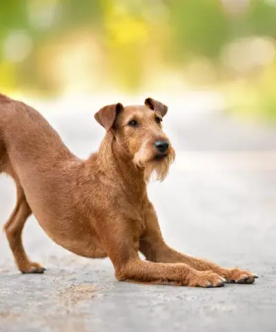 dog pancreatitis scaled 1