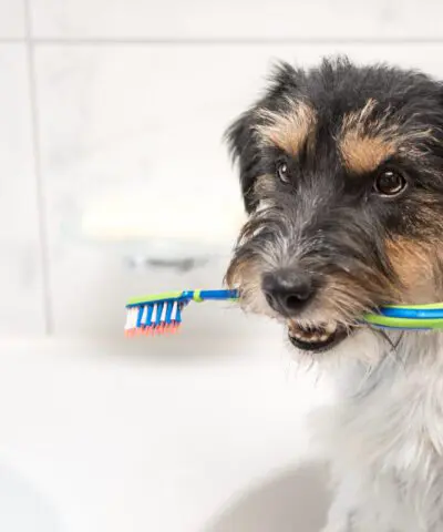 dogs dental health scaled 1