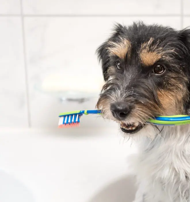 dogs dental health scaled 1