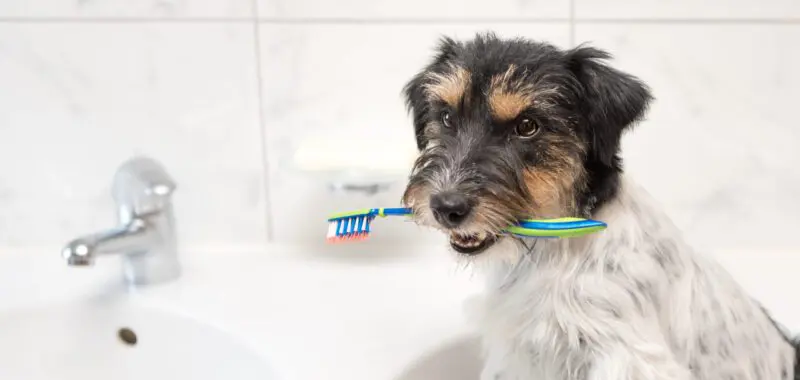 dogs dental health scaled 1