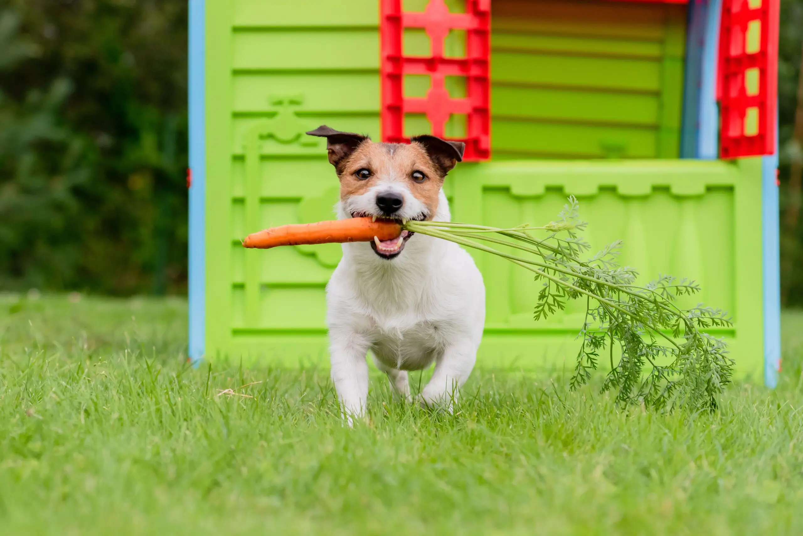 jack-russell-with-carrot-snack