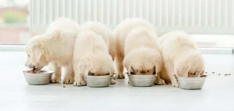 Retriever puppies eating from bowls