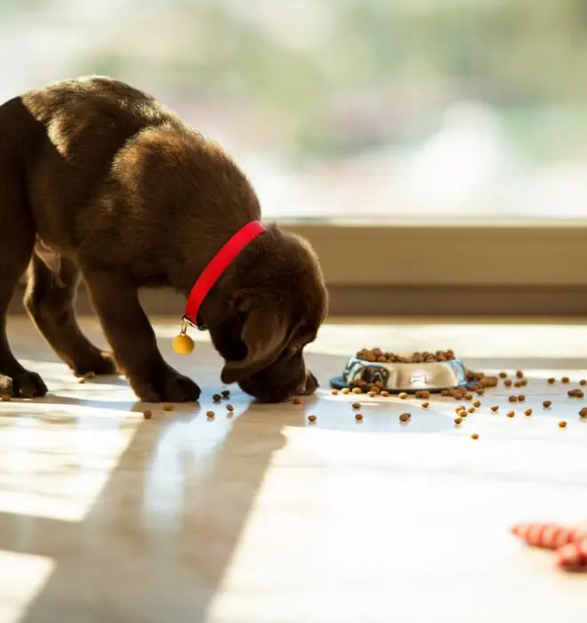 puppy-eating-food