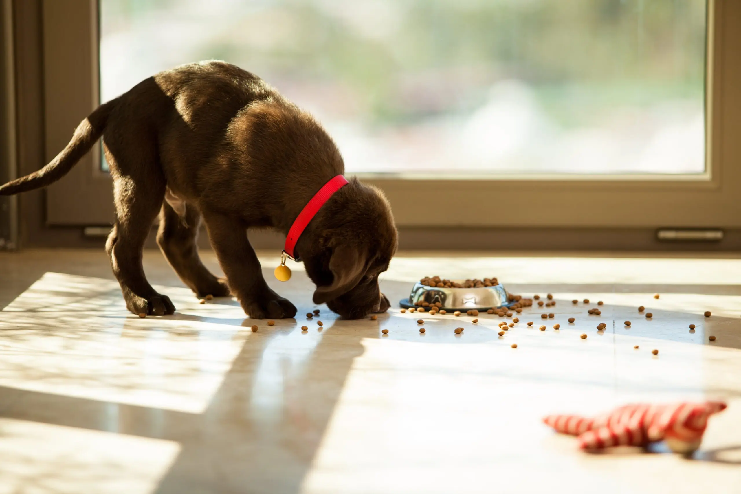 puppy-eating-food