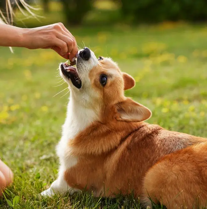 corgi-eating-a-treat
