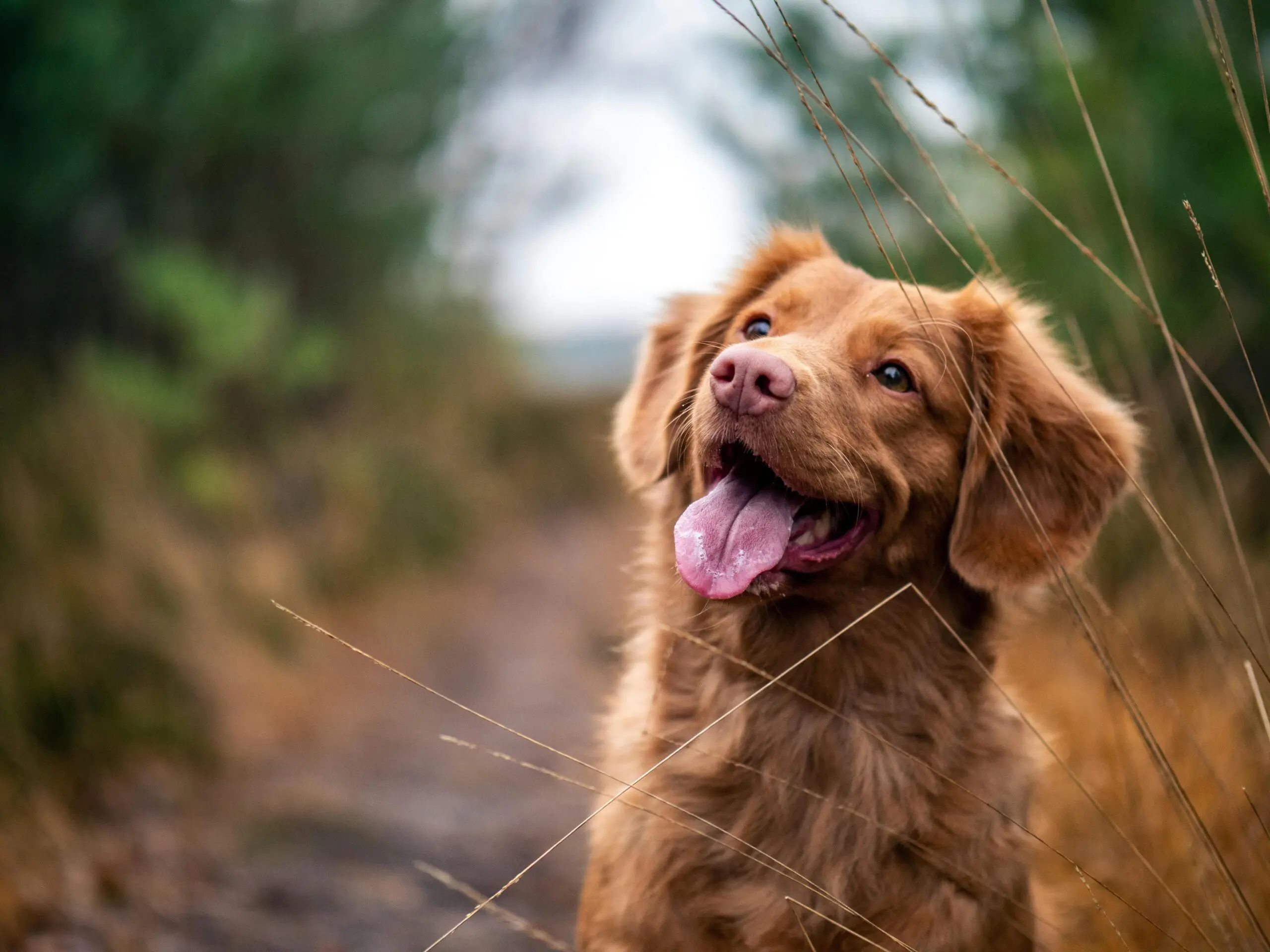 brown-dog-on-a-walk