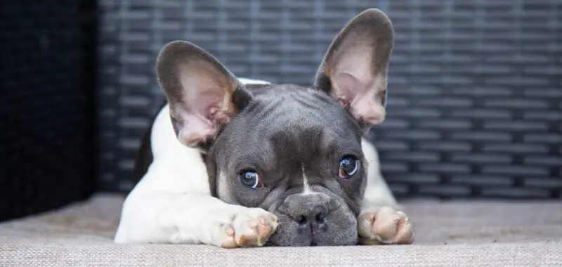 adorable young french bulldog lying and sleeping on a bed