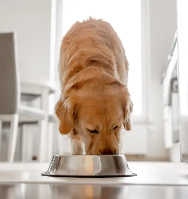 Golden Retriever Dog Eats From Bowl In Kitchen