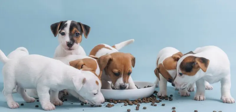 puppies eating food