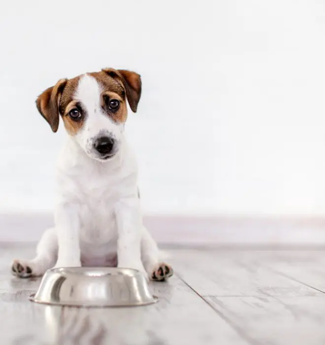 puppy sitting next to food bowl