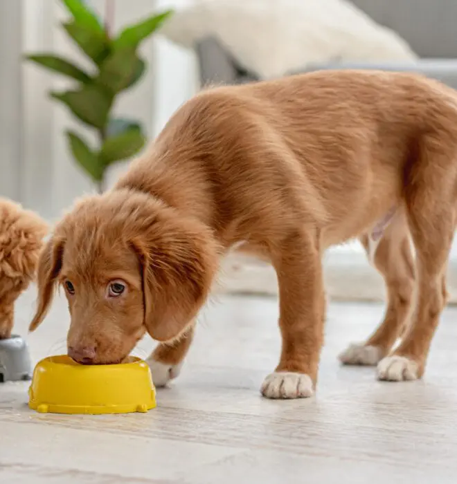two puppies eating from bowls