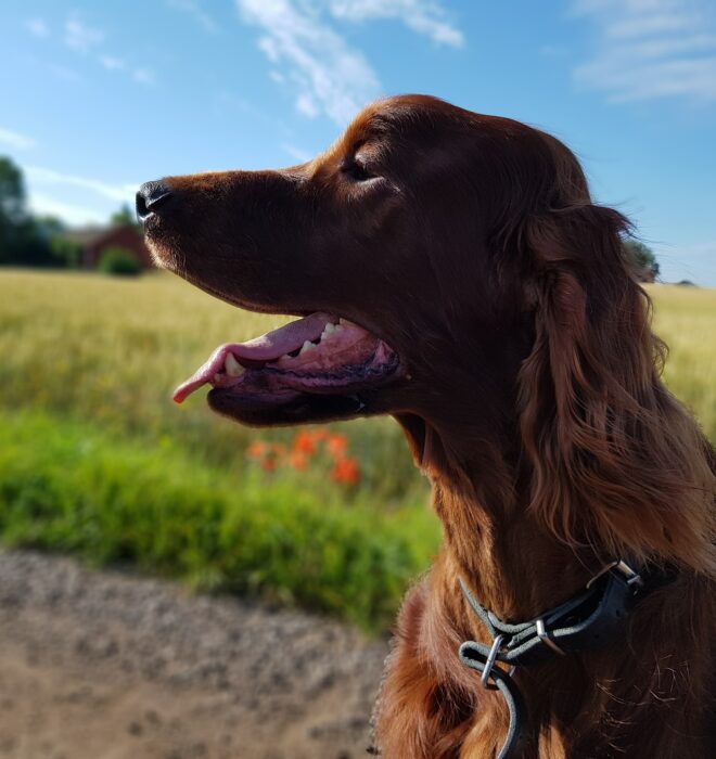 dog 2715175 1920