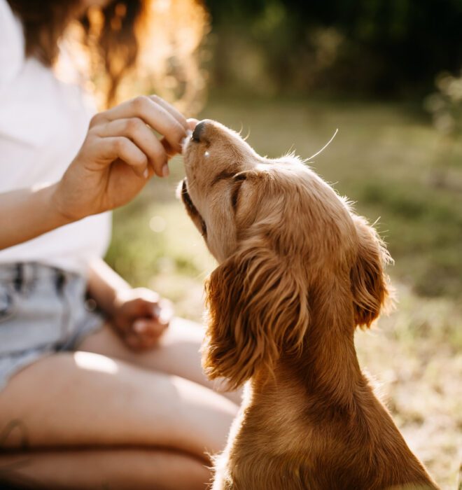dog-being-fed-dry-food