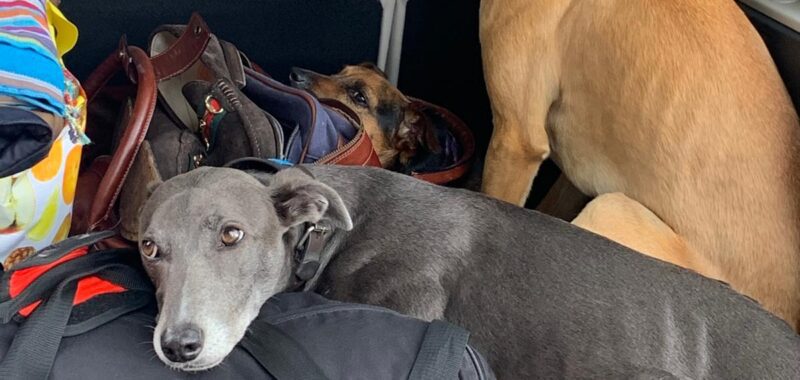 Dogs in Car