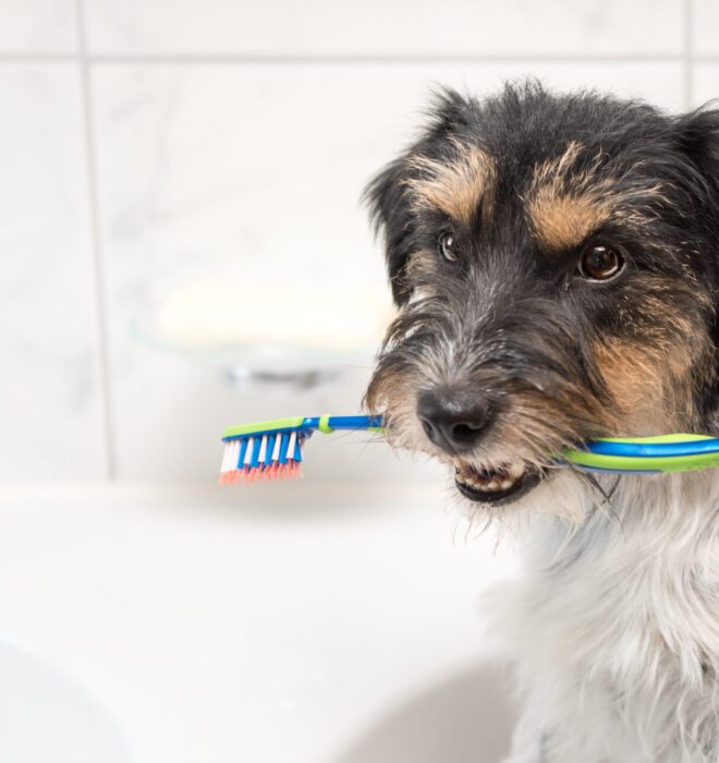 dogs dental health scaled 1