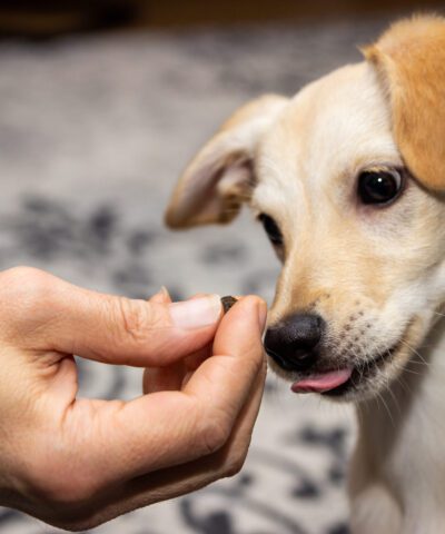 puppy care scaled 1