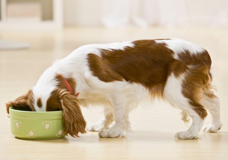 dog food scaled 1