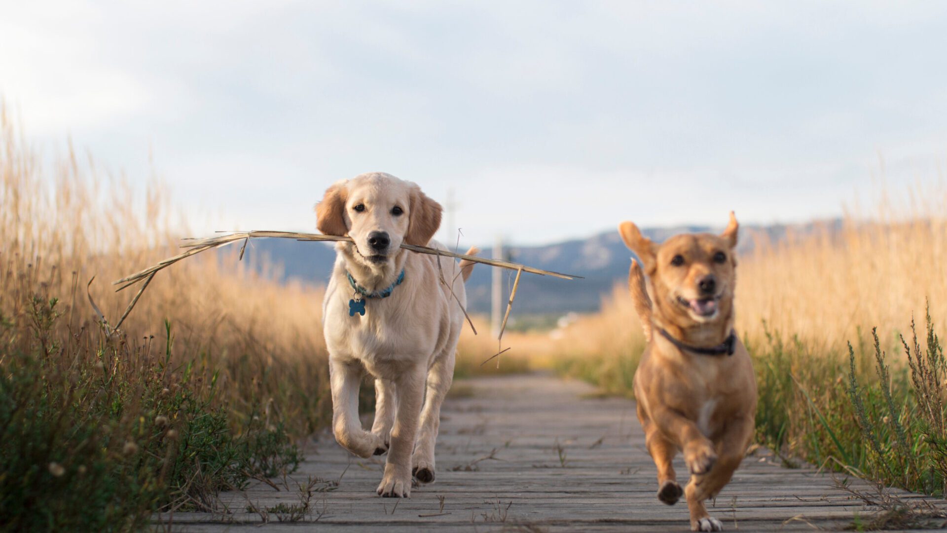 dogs on walk scaled 1
