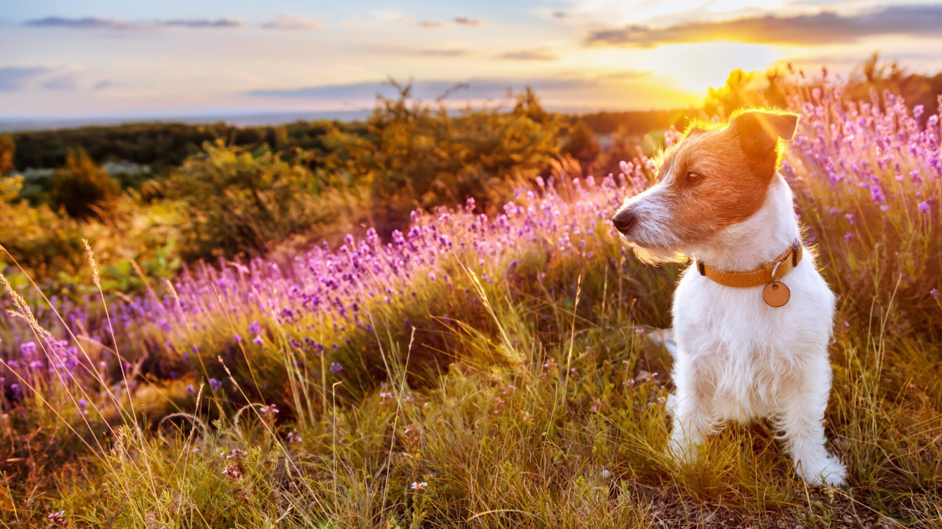 homepage dog banner scaled 1