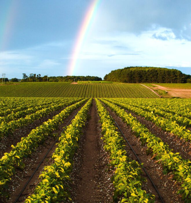 fresh produce on farm scaled 1