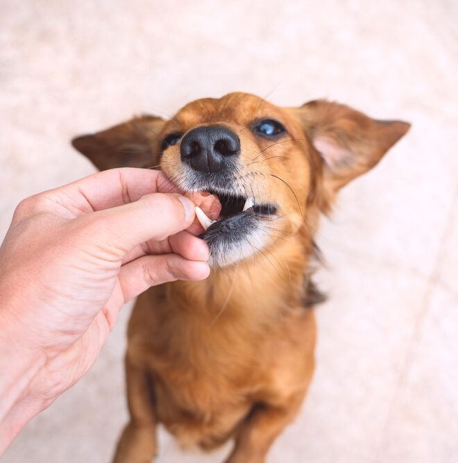 dog-eating-a-treat
